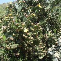 Opuntia monacantha Haw.